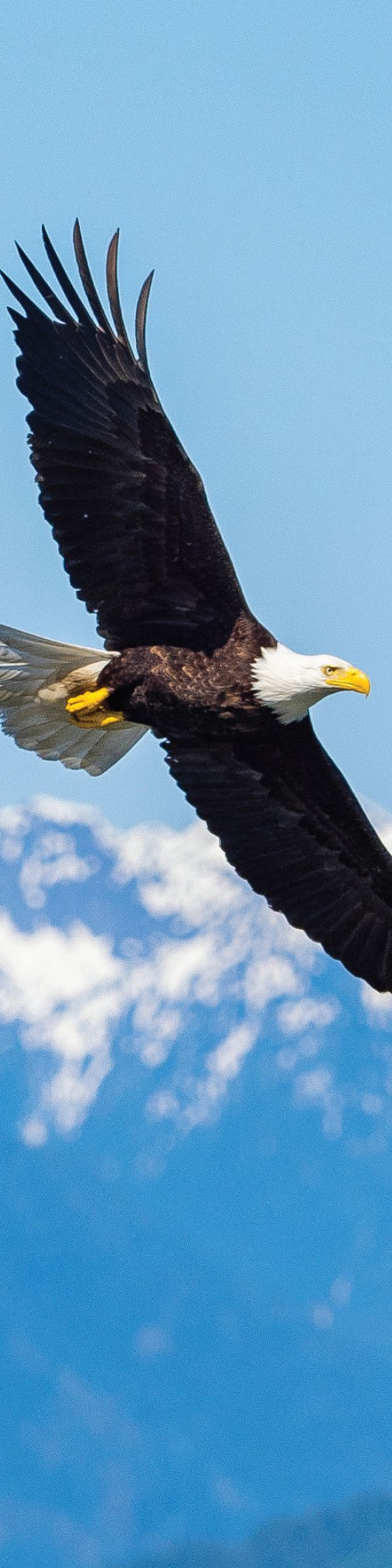 Photograph of a bald eagle in flight over snowy mountains. No text.